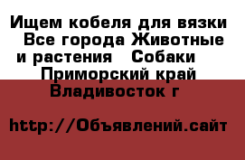 Ищем кобеля для вязки - Все города Животные и растения » Собаки   . Приморский край,Владивосток г.